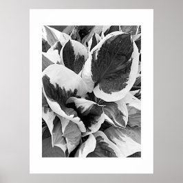Poster Hosta Variegada Floral Preto e Branco