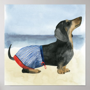 Poster Hot Dog Puppy In Swimming Trunks