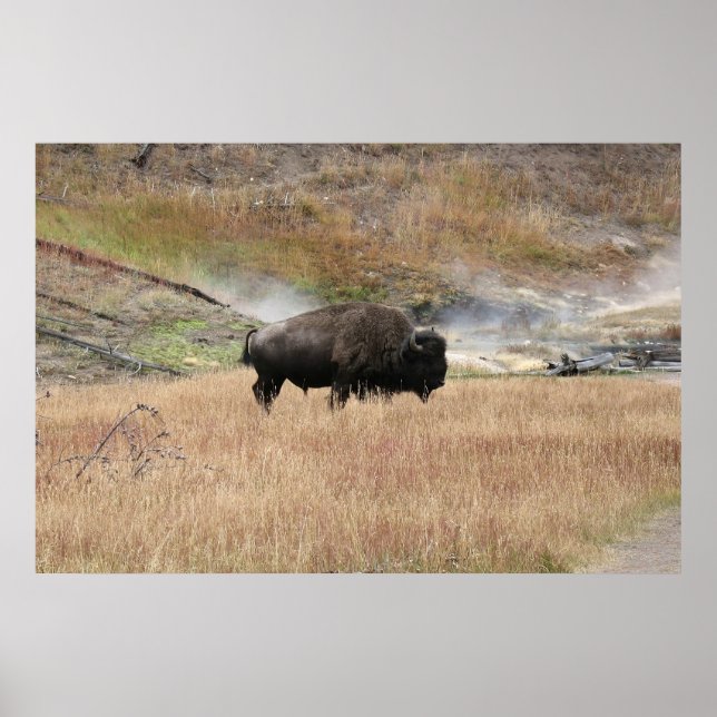 Poster Hot Primavera Bison (Frente)