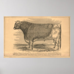 Poster Hotspur, primeiro prêmio Bull em Utica, 1863