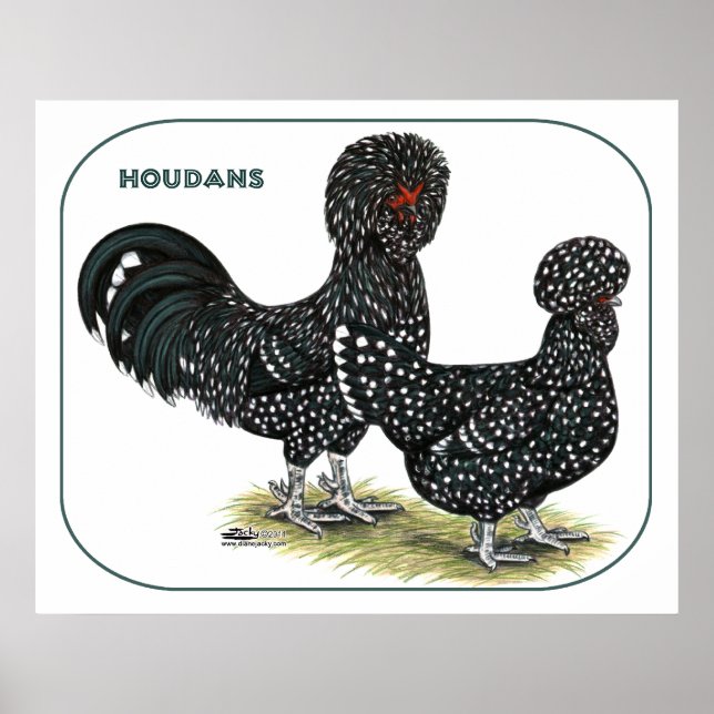 Póster Houdan Chickens (Frente)