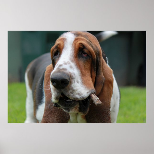 Póster Hound Basset (Frente)