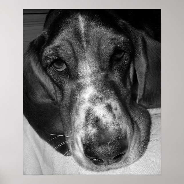 Póster Hound Basset (Frente)