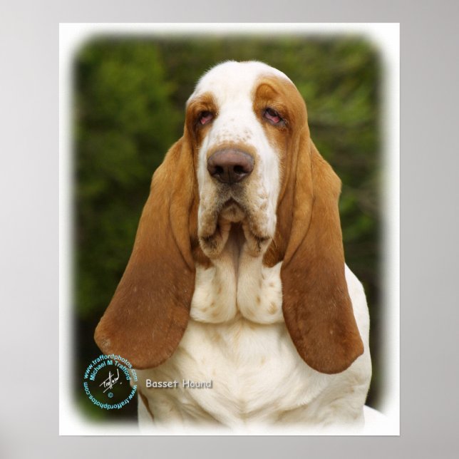 Póster Hound Basset 9L9D-22_2 (Frente)