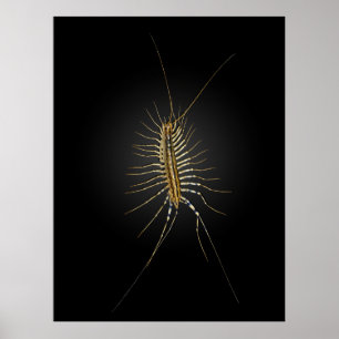 Póster House Centipede Scutigera Coleoptrata