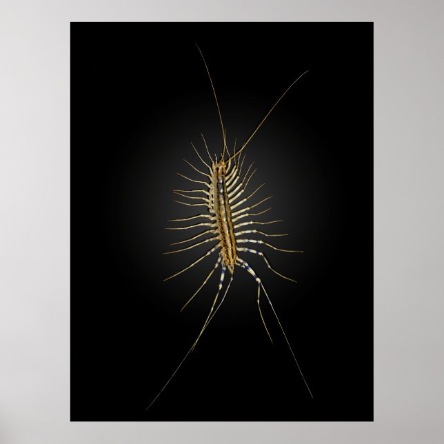 Póster House Centipede Scutigera Coleoptrata (Frente)