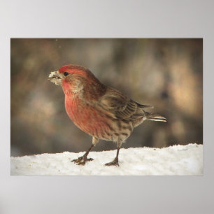 Poster House Finch