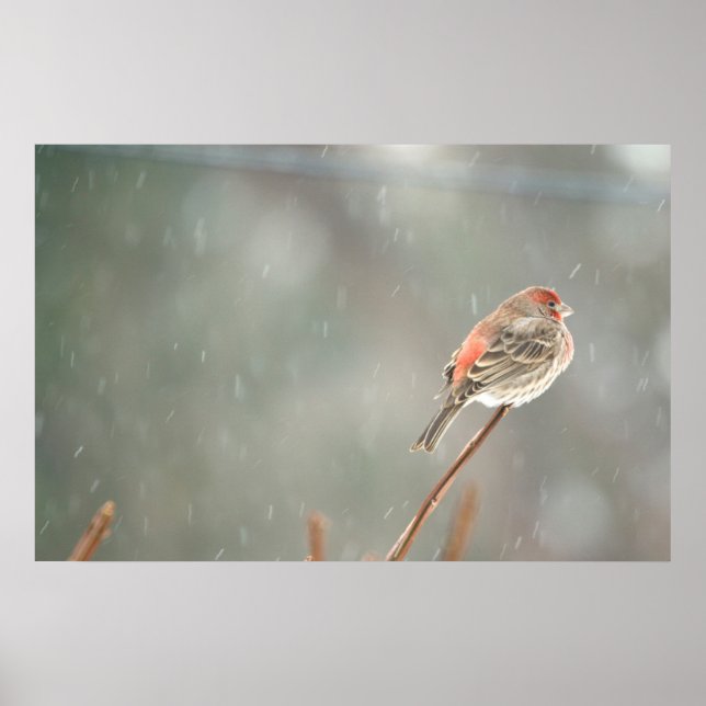 Poster House Finch em uma filial (Frente)