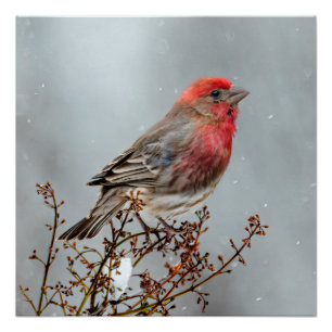 Póster House Finch in Snow - Foto original