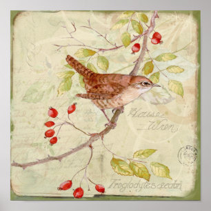 Póster House Wren Collage