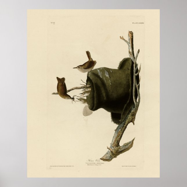 Poster House Wren from Audubon's Birds of America (Frente)