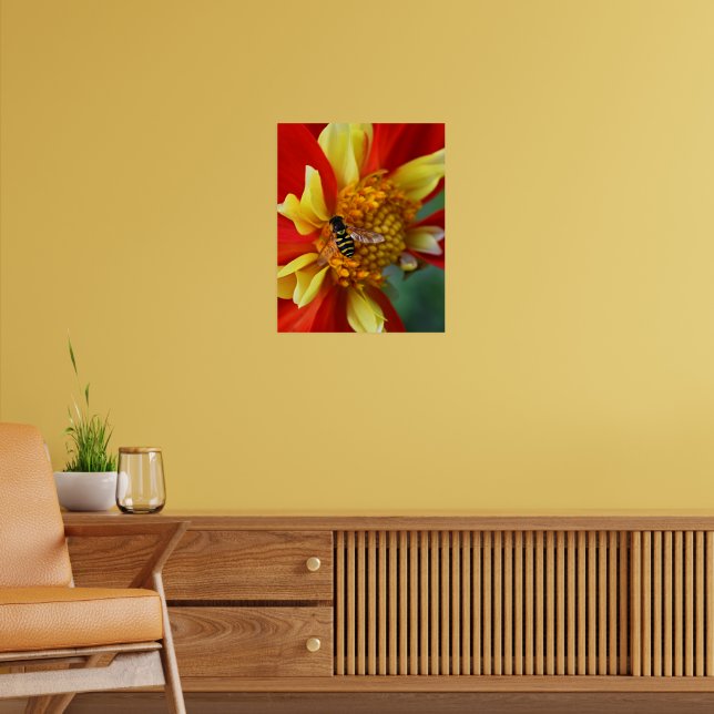 Poster Hover Fly sobre Collarette Dahlia Fotográfica (Sala de Estar 2)