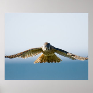 Poster Hovering Kestrel