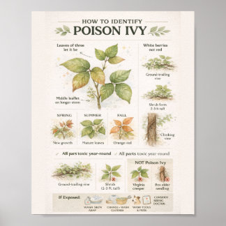 Poster How to Identify Poison Ivy – Educational Botanical