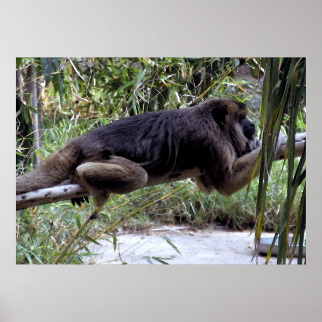 Poster Howler Monkey Hangout (Frente)