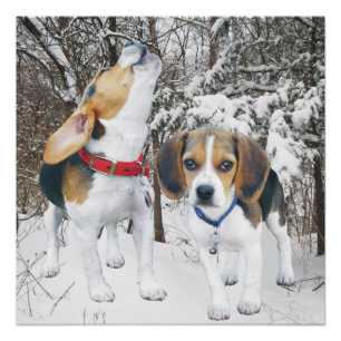 Póster Howling Beagle Pup & Beagle Buddy Poster