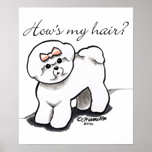 Póster Hows de Bichon Frise meu cabelo