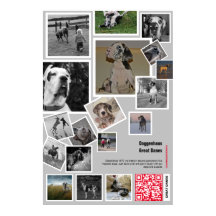 Huge filhote de Great Dane à venda