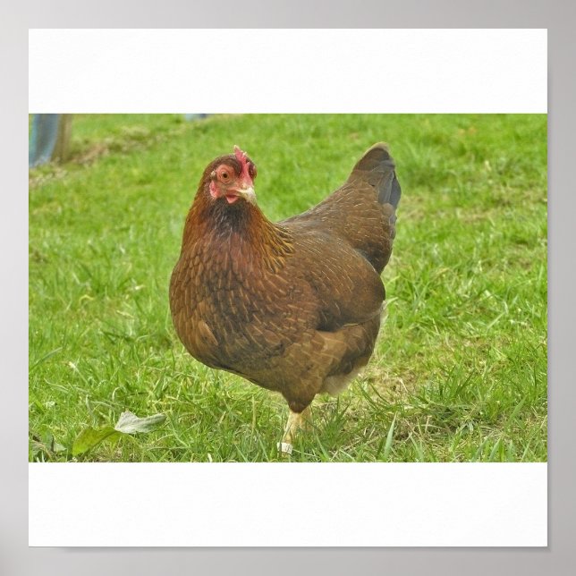 Póster Huhn (Frente)