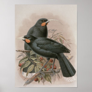 Póster Huia