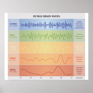 Poster Human Brain Waves Diagram - Rainbow Colors