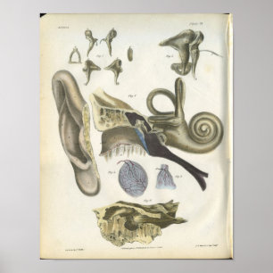 Póster Human Ear Anatomy Print