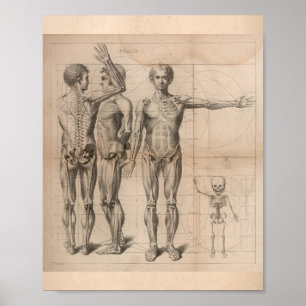 Poster Human Muscle Skeleton Vintage Anatomy Print 1827