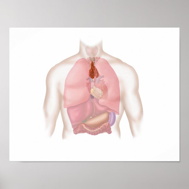 Poster Human Respiratory And Digestive System (Frente)