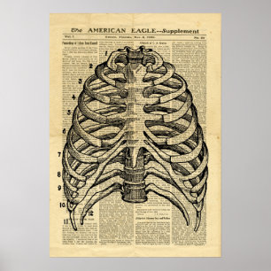 Poster Human Skeleton Thorax no jornal