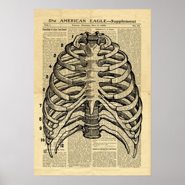 Poster Human Skeleton Thorax no jornal (Frente)