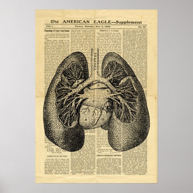 Poster Humano Pulmões Anatomia Antiquada no jornal (Frente)