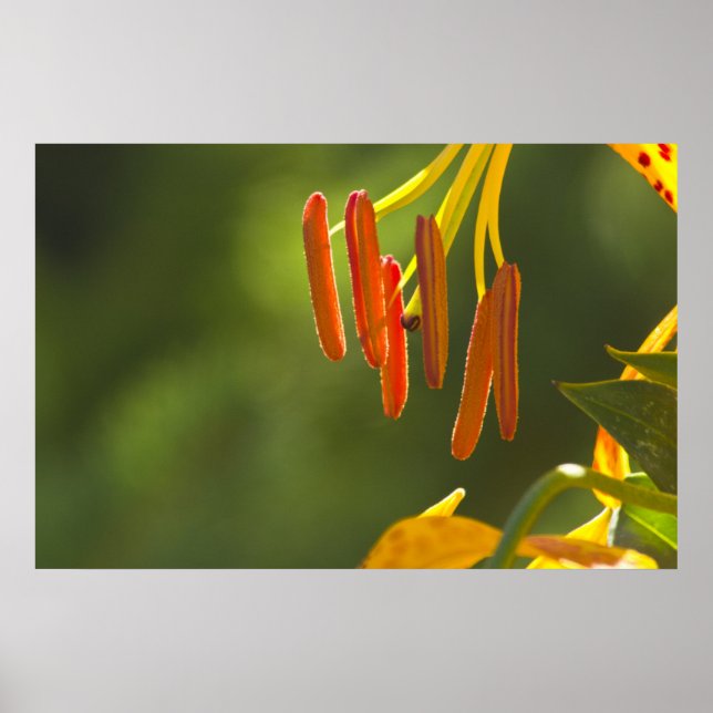 Poster Humboldt Lily Stamens (Frente)