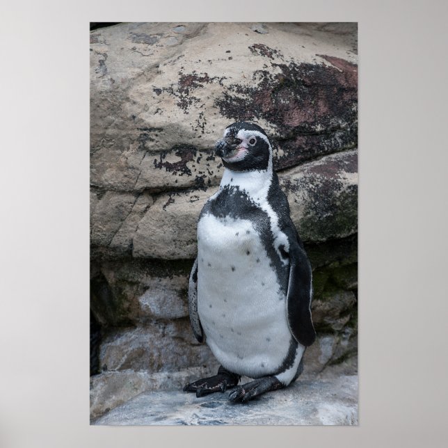 Poster Humboldt Penguin (Frente)