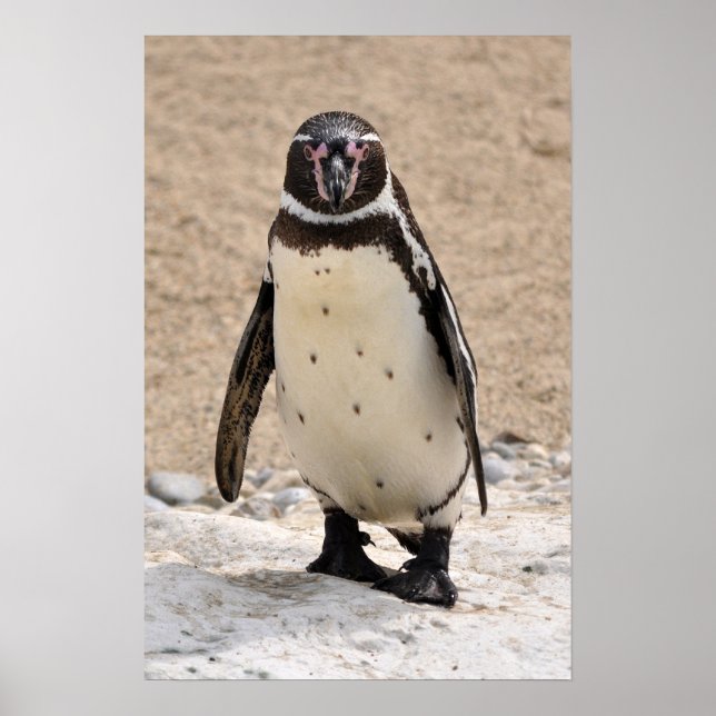 Poster Humboldt Penguin (Frente)
