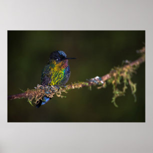Póster Hummingbird