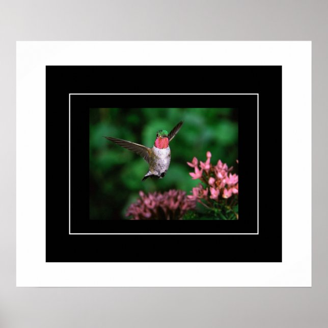 Poster Hummingbird (Frente)