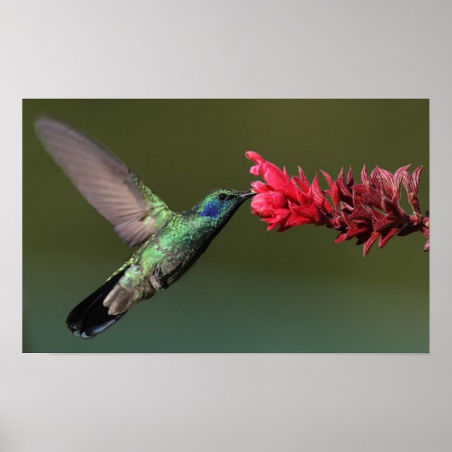 Poster Hummingbird (Frente)