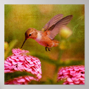 Poster Hummingbird