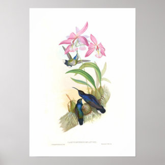 Póster Hummingbird