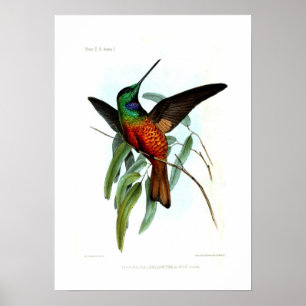 Poster Hummingbird