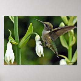 Poster Hummingbird