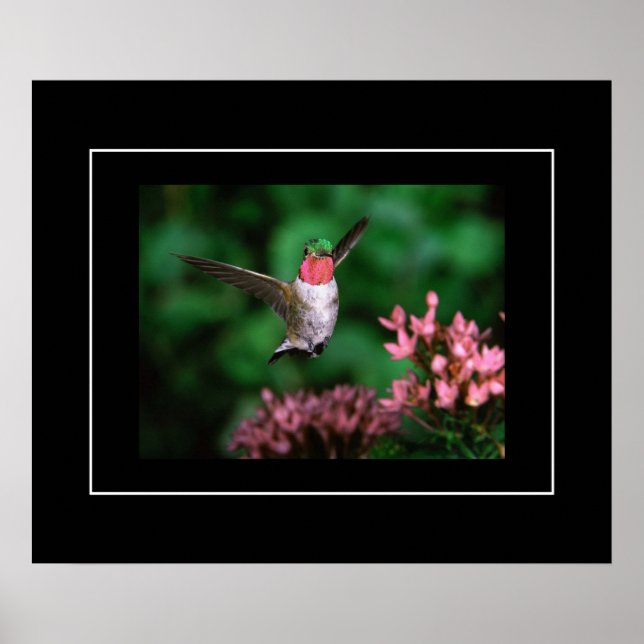 Poster Hummingbird (Frente)