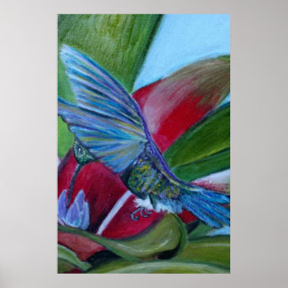 Poster Hummingbird