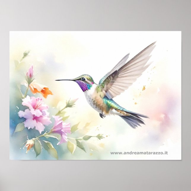 Poster Hummingbird (Frente)