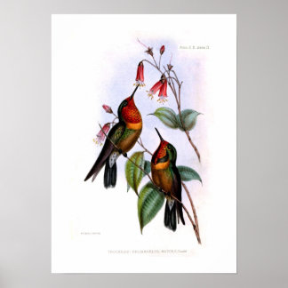 Póster Hummingbird