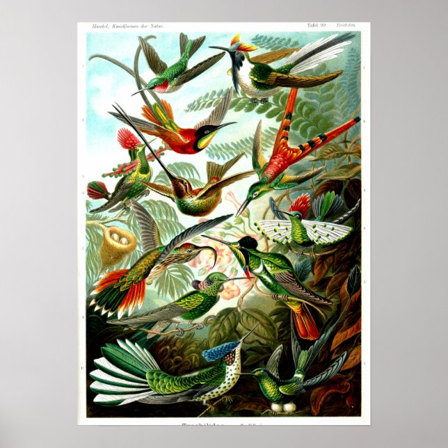 Poster Hummingbird 1904 por Ernst Haeckel. (Frente)