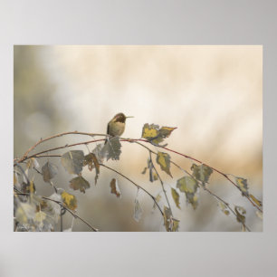 Poster Hummingbird 5265