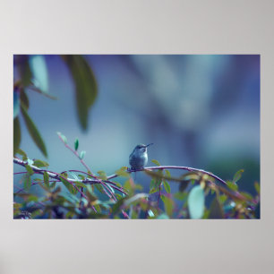 Poster Hummingbird 5738