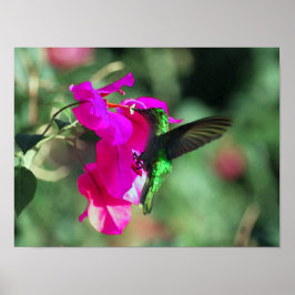 Poster Hummingbird Caribe Trocado Verde em Bougainvillea