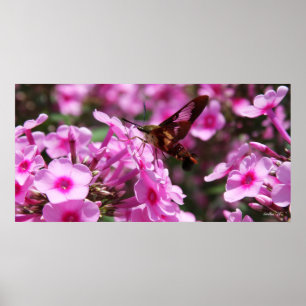 Póster Hummingbird Clearwing & Phlox 7